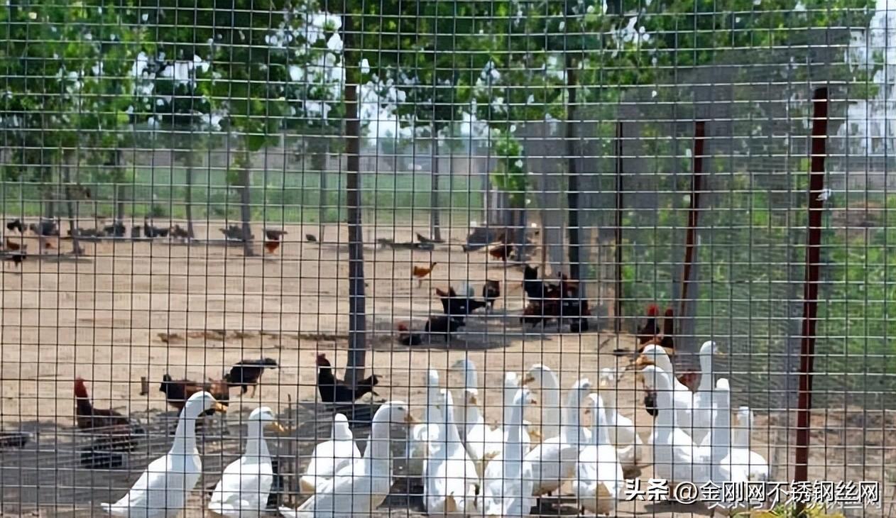 如何选择养殖场/场护栏网，防护网多少钱一米？